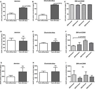 Human <mark class="highlighted">Amnion Epithelial Cells</mark> (AECs) Respond to the FSL-1 Lipopeptide by Engaging the NLRP7 Inflammasome